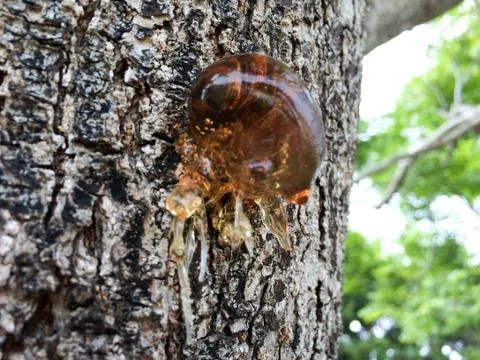 Tree sap and bark amber black white colors sticky natural background Stock Photos