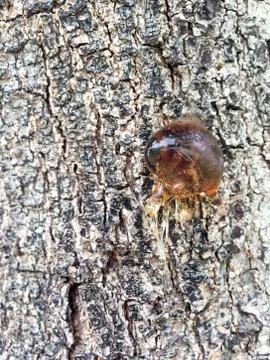 Tree sap and bark amber black white colors sticky natural background Stock Photos