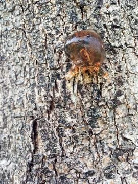 Tree sap and bark amber black white colors sticky natural background Stock Photos