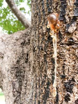 Tree sap and bark amber black white colors sticky natural background Stock Photos