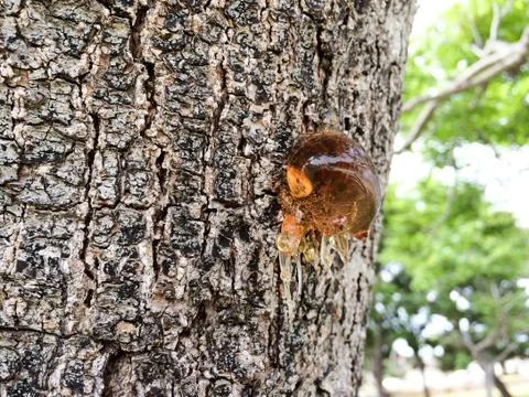 Tree sap and bark amber black white colors sticky natural background Stock Photos