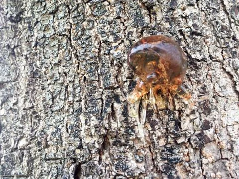 Tree sap and bark amber black white colors sticky natural background Stock Photos