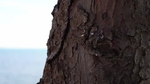 Tree Sap on bark with Lake in the BG Vídeos de archivo 295169446