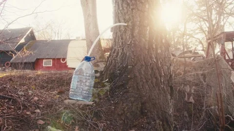 Tree Sap Collection System with Water Bottle in Backyard Video stock 306323605