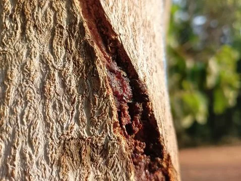 Tree sap on cutted portion of tree Foto stock