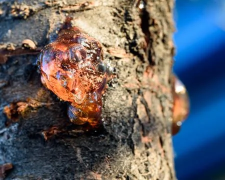 Tree sap forms a cluster of amber from a cherry tree trunk Stock Photos