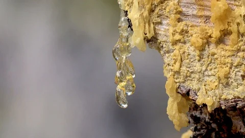 Tree sap hanging from a pine tree. Stock Footage 96576176