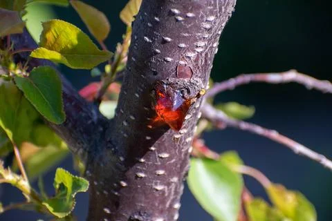 Tree sap 库存照片
