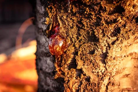 Tree sap resin amber drop on a bark Stock Photos