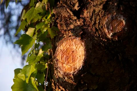 Tree Sap at Sunset Stock Photos