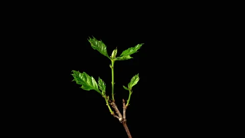 Tree Sapling Bud Bursting Open, Leaves Growing Time Lapse Close up on a Black Stock Footage 234874752