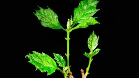 Tree Sapling Bud Bursting Open, Leaves Growing Time Lapse Close up on a Black Stock Footage 234879369