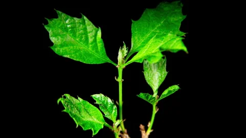 Tree Sapling Bud Bursting Open, Leaves Growing Time Lapse Close up on a Black Stock Footage 246331965