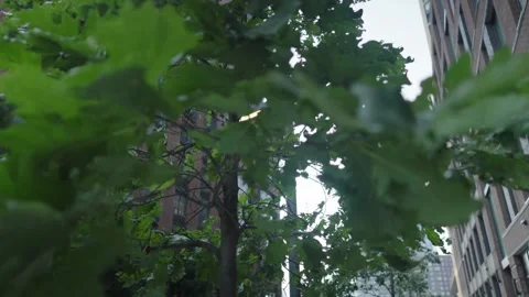 Tree sapling buffetted in a huge gust of wind Stock Footage 243811517