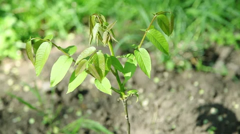 Tree sapling Stock Footage 38138953