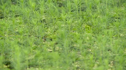 Tree sapling Stock Footage 55798726