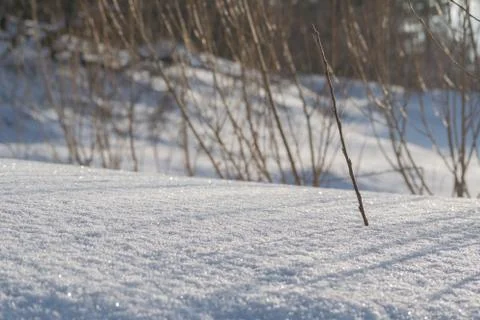 Tree sapling growing out of snow Stock Photos