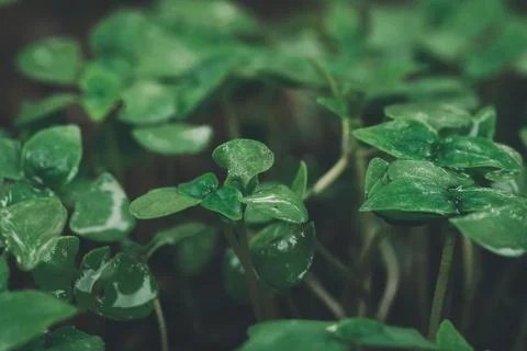 Tree sapling grows, loves trees, loves the environment. Stock Photos