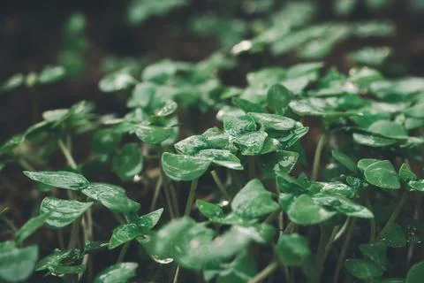 Tree sapling grows, loves trees, loves the environment. Stock Photos