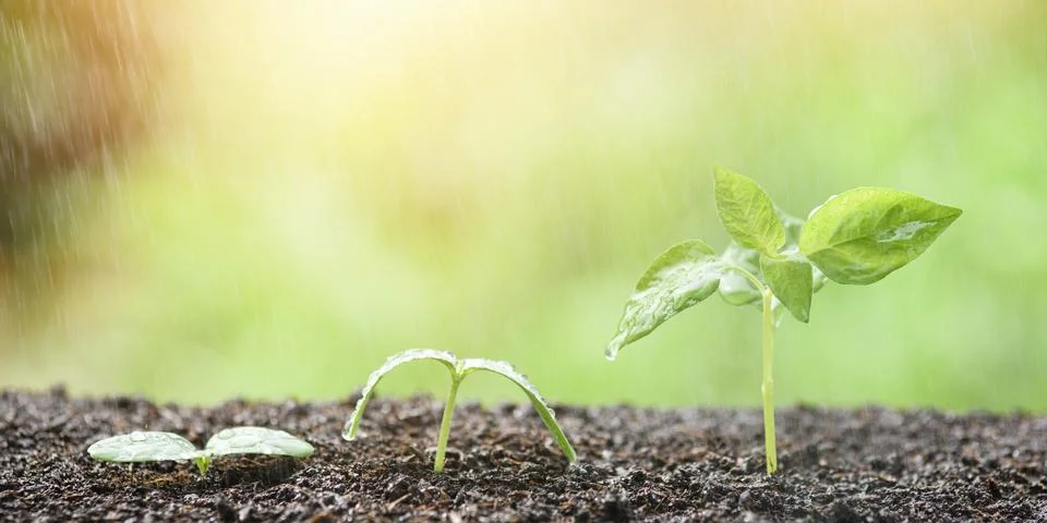 Tree sapling growth concept in the rain, beautiful green natural background.. Stock Photos