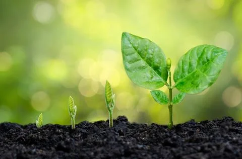 Tree sapling hand planting sprout in soil with sunset close up male hand plan Stock Photos