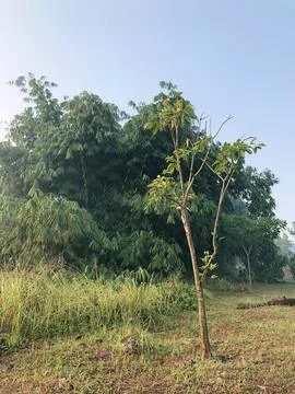 Tree Sapling with Open Sky for Corporate Sustainability Campaigns Stock Photos