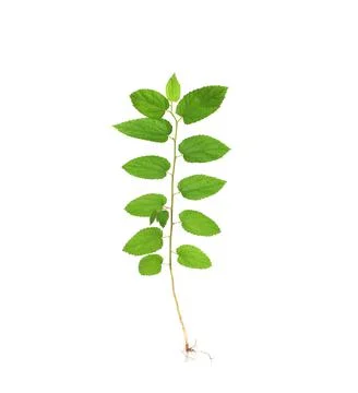 Tree sapling or seedling with visible root against a white background Stock Photos
