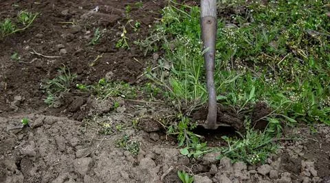 Tree sapling planted in soil with green leaves Stock Photos