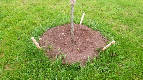 Tree sapling. Planting trees in gardens and parks. Contributing environment 스톡 동영상 343550992