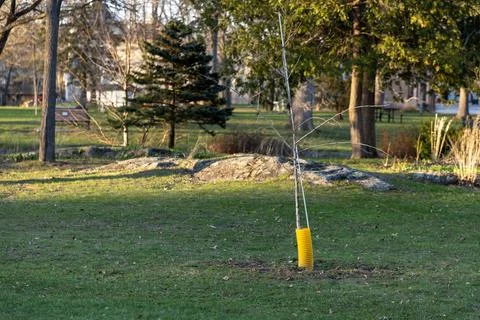 Tree sapling protected with yellow trunk guard in public park in spring season. Stock Photos
