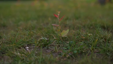 Tree sapling with small green young and red leaves Stock Footage 94079393