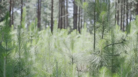 Tree saplings growing in forest Stock Footage 75179321