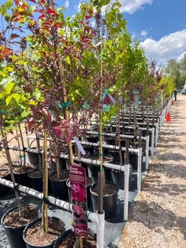 Tree Saplings in Plastic Pots at Nursery Stock Photos