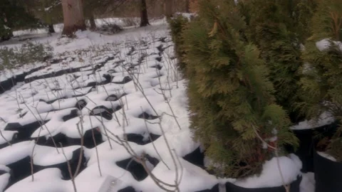 Tree Saplings in Rows Snow Covered Vídeo Stock 234431176