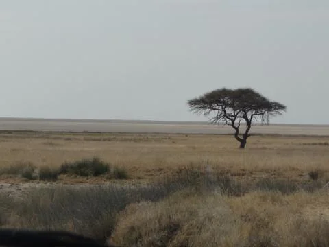 A tree in the savannah Stock Photos
