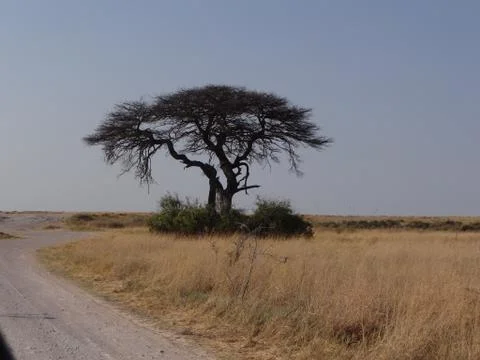 A tree in the savannah Stock Photos