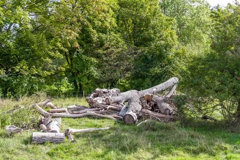 Tree sawdust. Foto stock