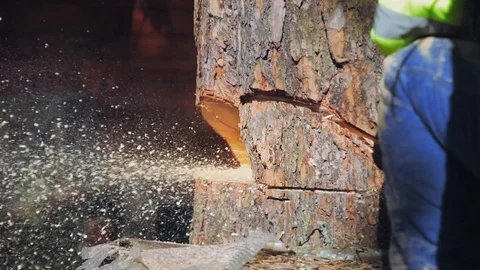 Tree sawing chainsaw fly sawdust Stock Footage 97410174