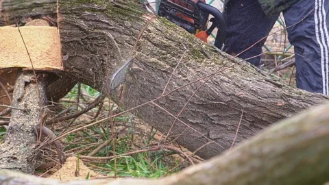 Tree sawing chainsaw in slow motion Stock Footage 105381628
