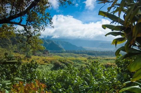 Tree scene in Maui Stock Photos