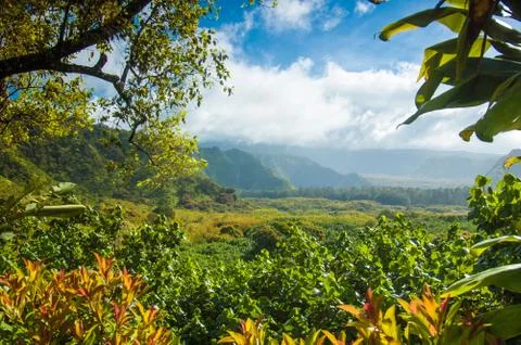 Tree scene in Maui Stock Photos