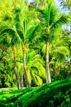 Tree scene in Maui Stock Photos