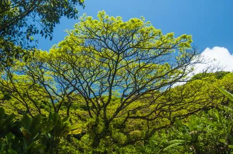 Tree scene in Maui Stock Photos