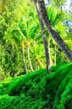 Tree scene in Maui Stock Photos
