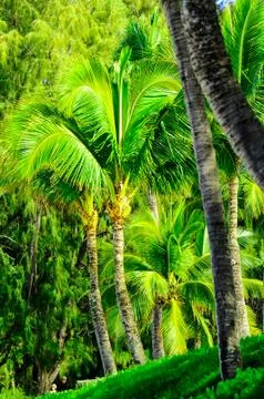 Tree scene in Maui Stock Photos