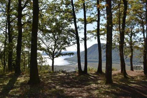 Tree scenic  스톡 사진