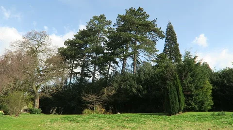 Tree scenic with slow moving clouds Stock Footage 49291585