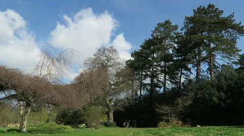 Tree scenic with slow moving clouds Stock Footage 49291716
