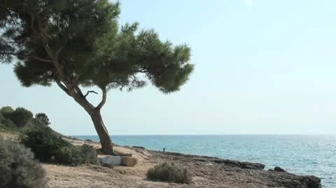 Tree by the sea Vidéo 8917395
