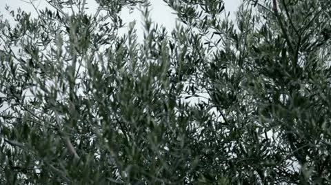 Tree at the sea Stock Footage 27878877